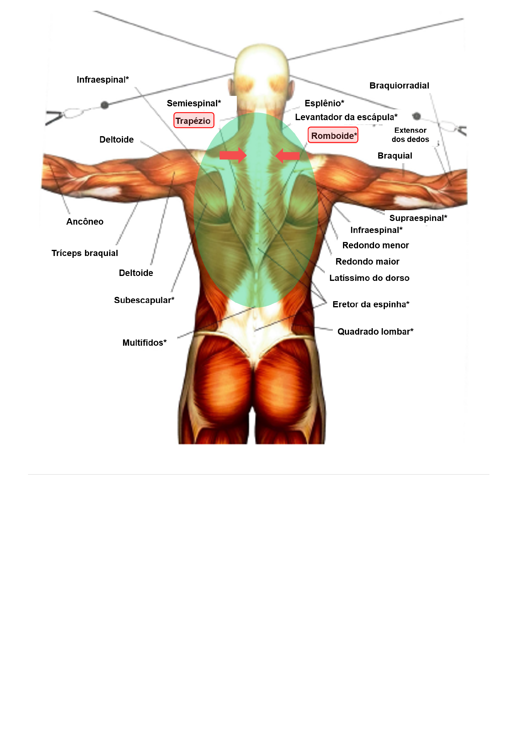 Grátis: Miologia dos Membros Superiores - Material Claro e Objetivo em PDF  para Estudo Rápido, image size:1684x2382