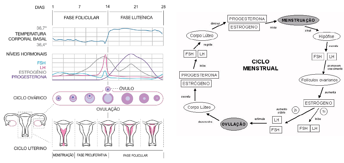 No Caminho da Enfermagem - Didaticamente, o ciclo menstrual pode ser  dividido em 4 fases: 1 - O estrógeno aumenta a espessura e o tamanho das  glândulas do endométrio, havendo proliferação celular