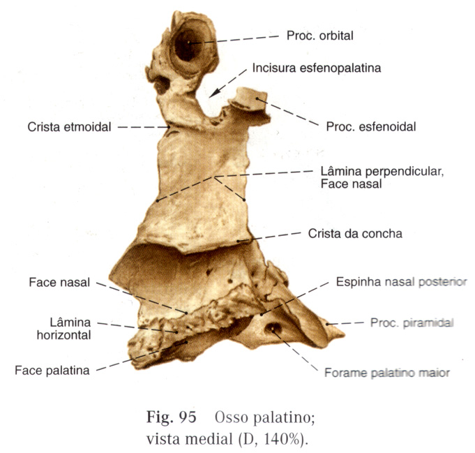 Небная кость. Spina Nasalis posterior небная кость. Небная кость (os Palatinum). Incisura sphenopalatina на черепе. Facies maxillaris небная кость.