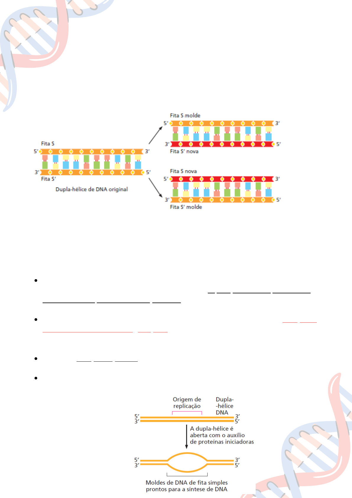 Grátis: REPLICAÇÃO DO DNA - Material Claro e Objetivo em PDF para Estudo  Rápido, image size:1191x1684