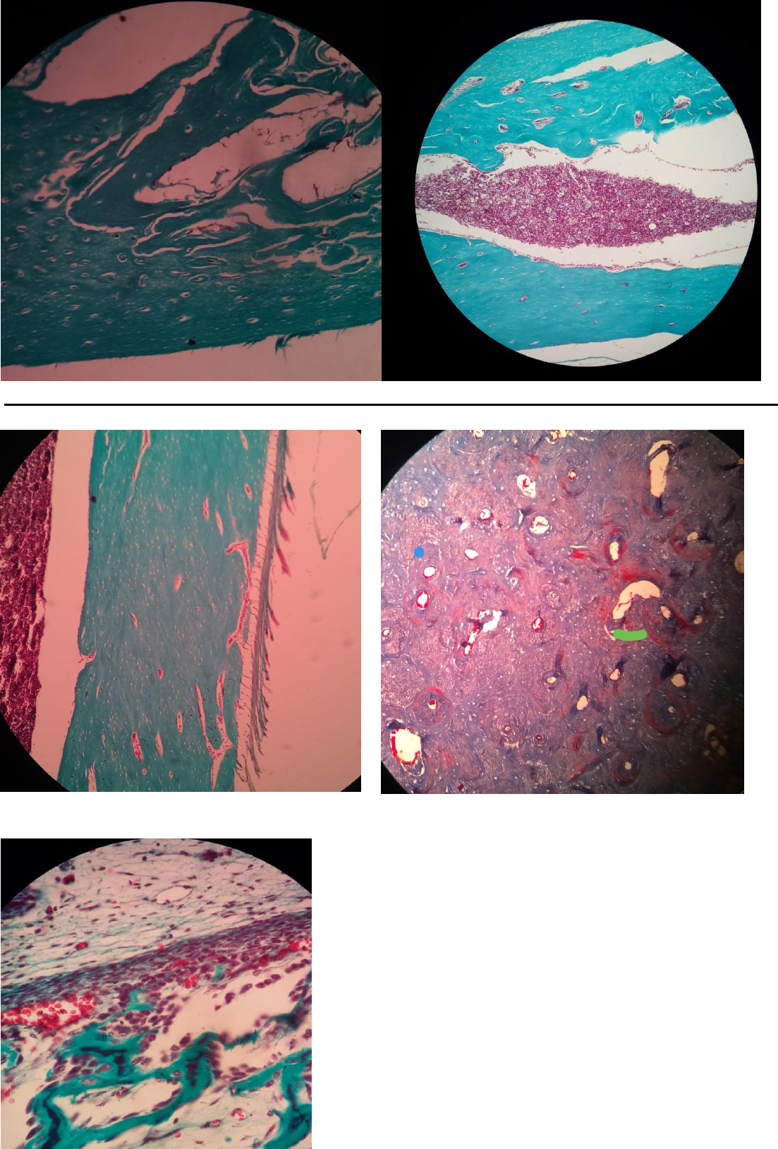 C Lulas Tecido Muscular Tecido Sseo E Tecido Cartilaginoso Histologia I