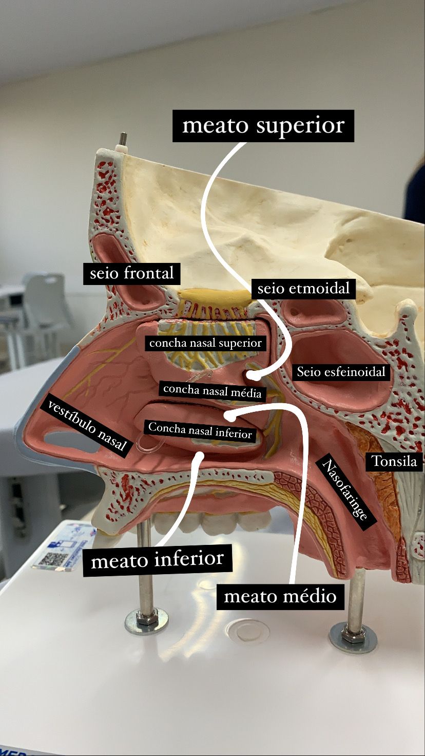 anatomia conchas nasais peÇa sintÉtica com nomes anatomia ii