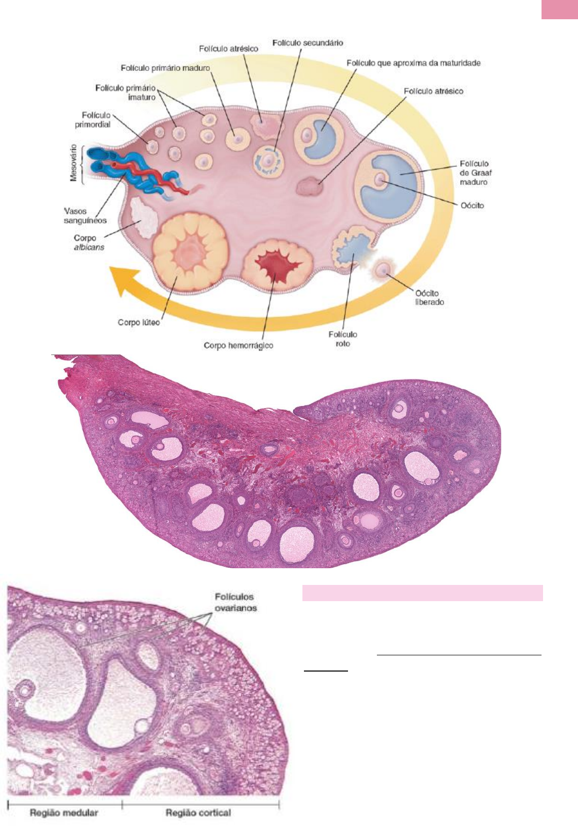folículo de graaf vs folículo secundario
