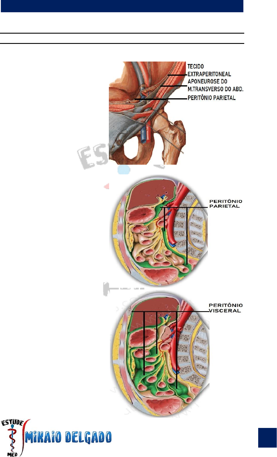 Peritônio e cavidade peritoneal: Anatomia e Função