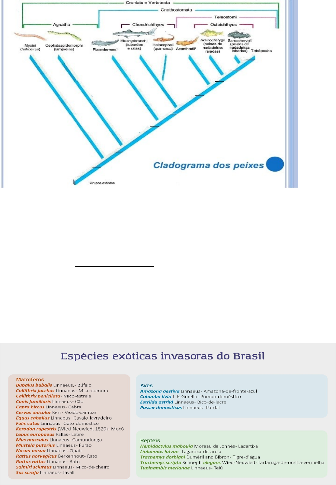 Sistema esquelético do subfilo dos vertebrados