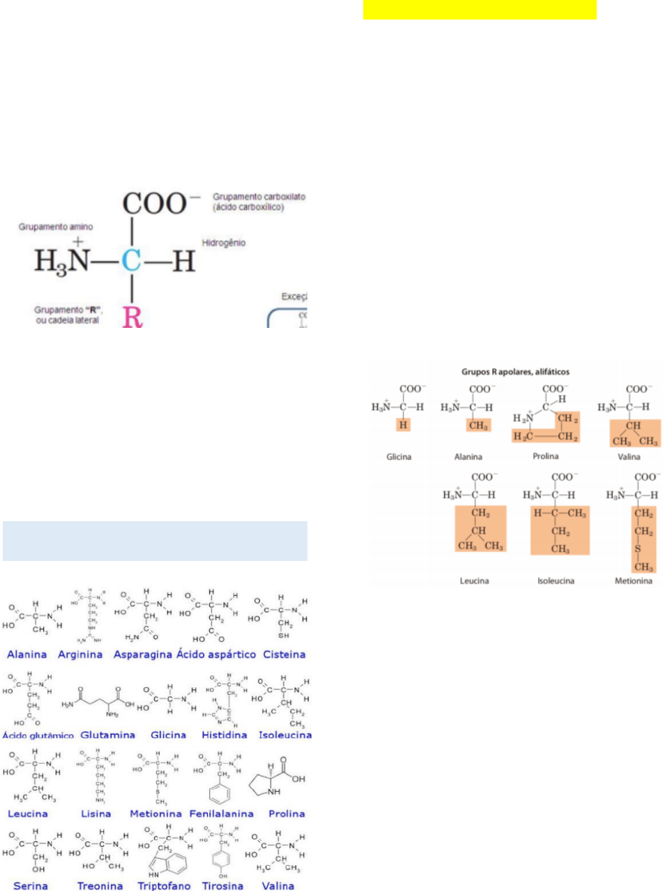 Grátis: Aminoácidos - Material Claro e Objetivo em PDF para Estudo Rápido, image size:951x1277