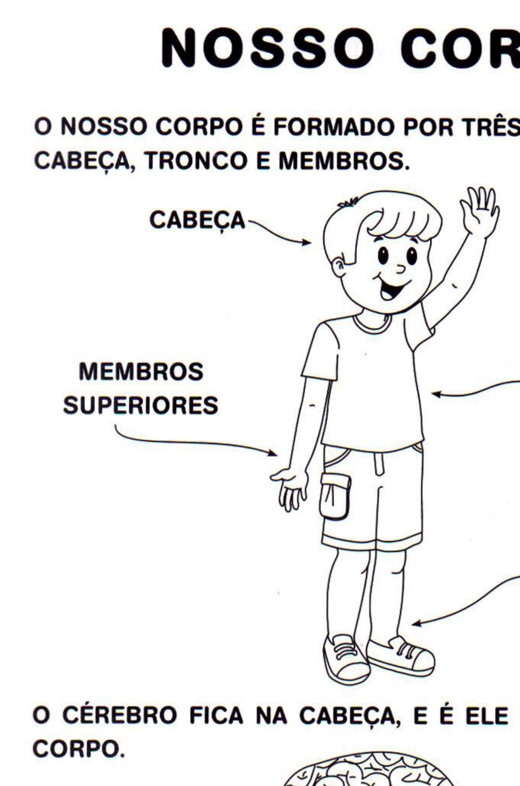 Aula Corpo Humano Para 2 Série Ensino Fundamental - Orientação E ...