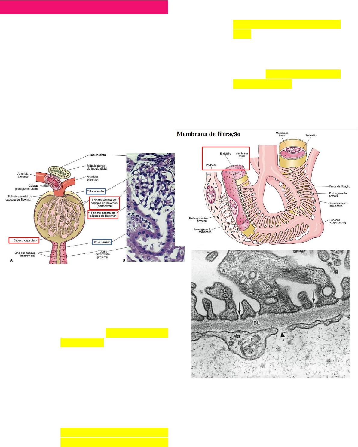 Histologia Do Néfron Ureter Bexiga E Uretra Sistema Urogenital 5680