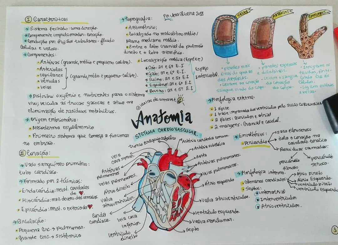 Sistema Cardiovascular - Anatomia Veterinária I