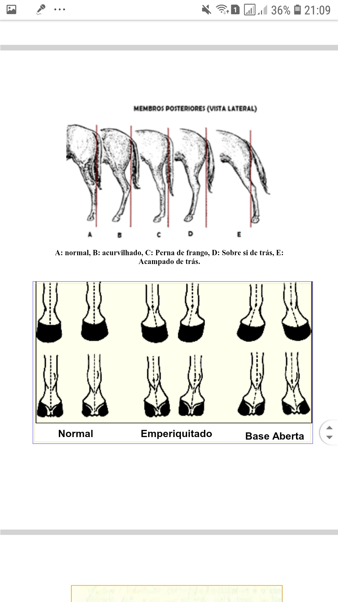 Tudo sobre cavalo: Aprumos