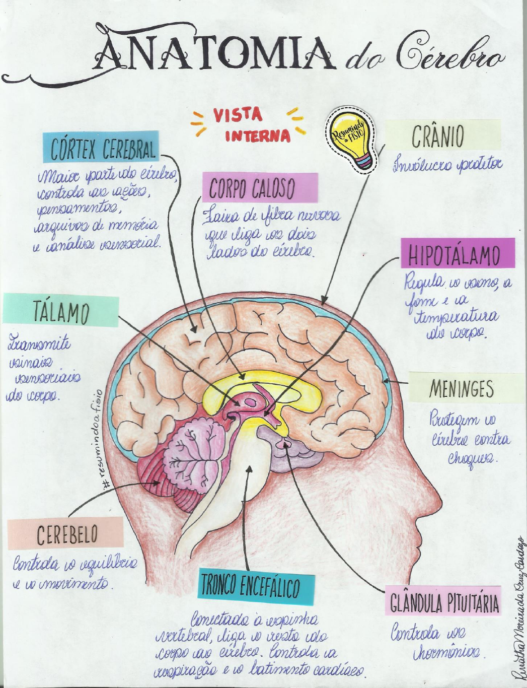 Anatomia Do C Rebro Vista Interna Anatomia Humana I