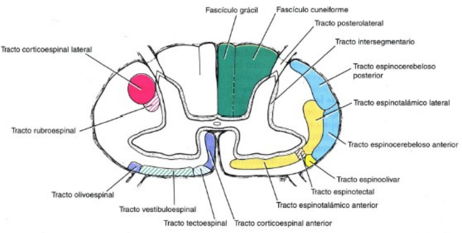 tracto espinotalámico