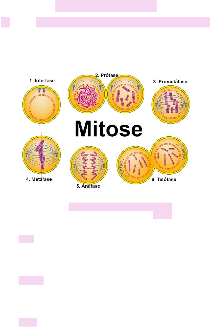 MITOSIS AND MEIOSIS (cell division) | PPTX, image size:857x1353