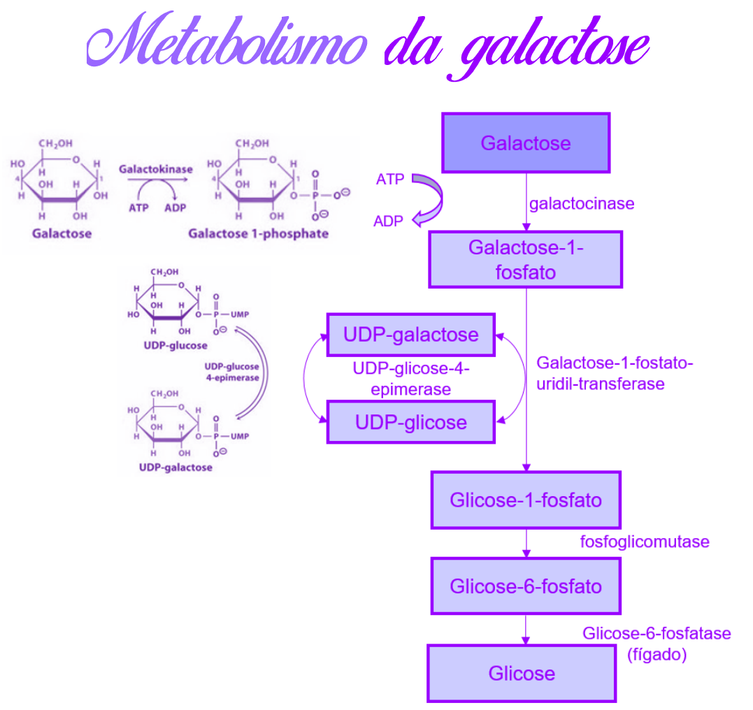 Monosaccharides Galactose Stock Illustrations – 27 Monosaccharides Galactose  Stock Illustrations, Vectors \u0026 Clipart - Dreamstime, image size:1077x1016