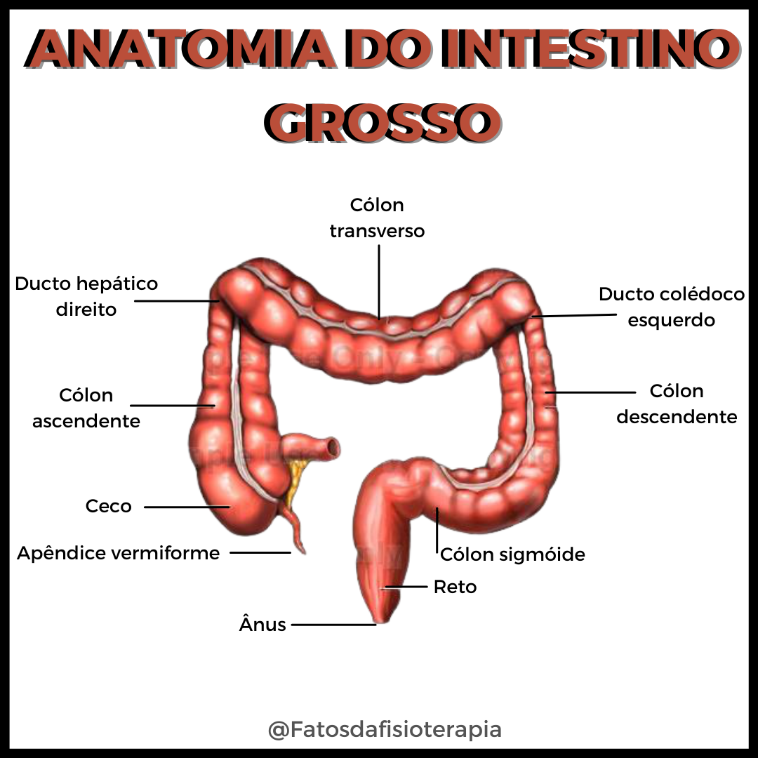 anatomía del intestino