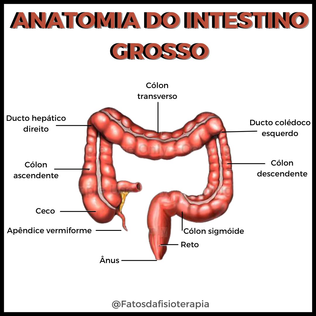 Anatomia Do Intestino Grosso E Delgado FDPLEARN