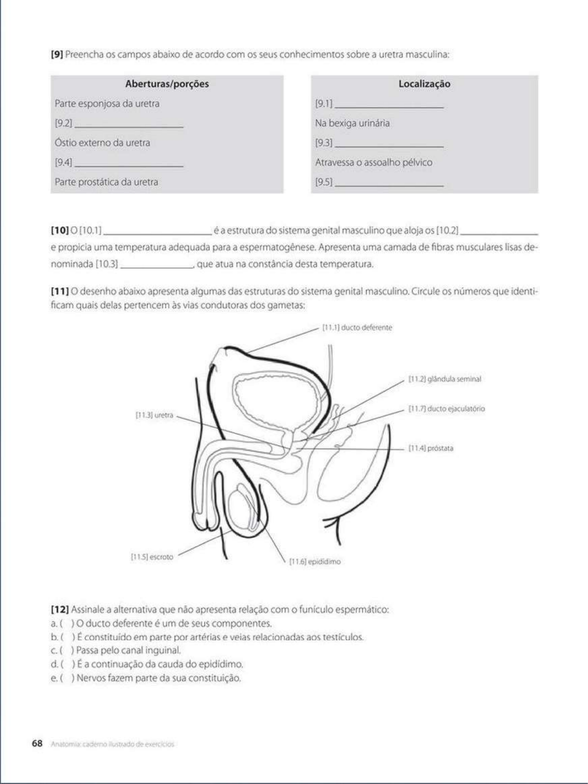 Exercicios Sistema Reprodutor Masculino Anatomia Do Sistema Reprodutor 