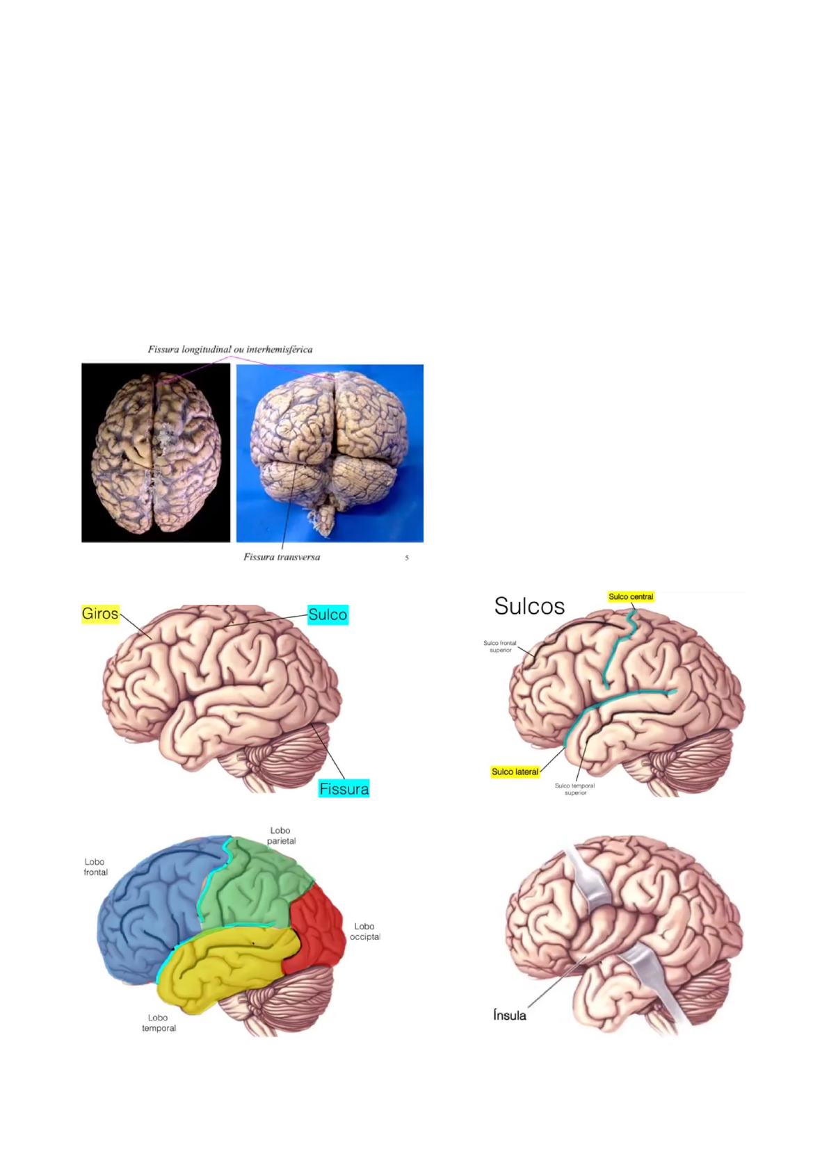 Grátis: Anatomia - Córtex Cerebral - Material Claro e Objetivo em PDF para  Estudo Rápido, image size:1192x1686