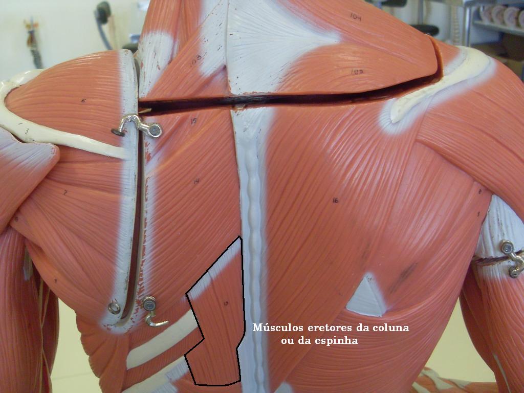 Como eu faço pra esticar essa área? : r/flexibility, image size:1024x768