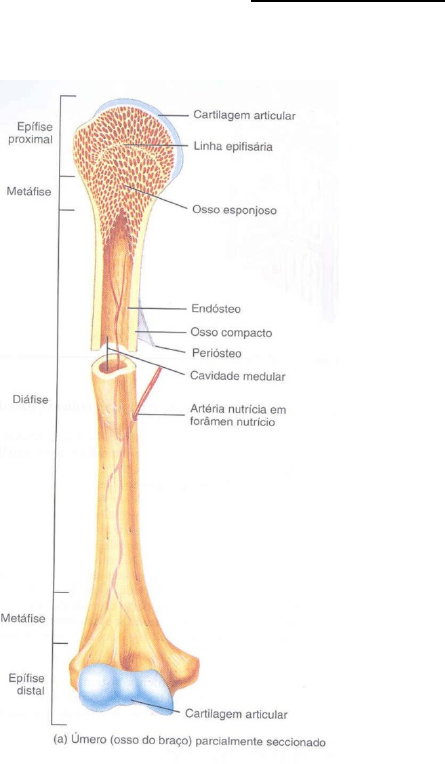 Aula 01 Radiologia - anatomia do esqueleto apendicular