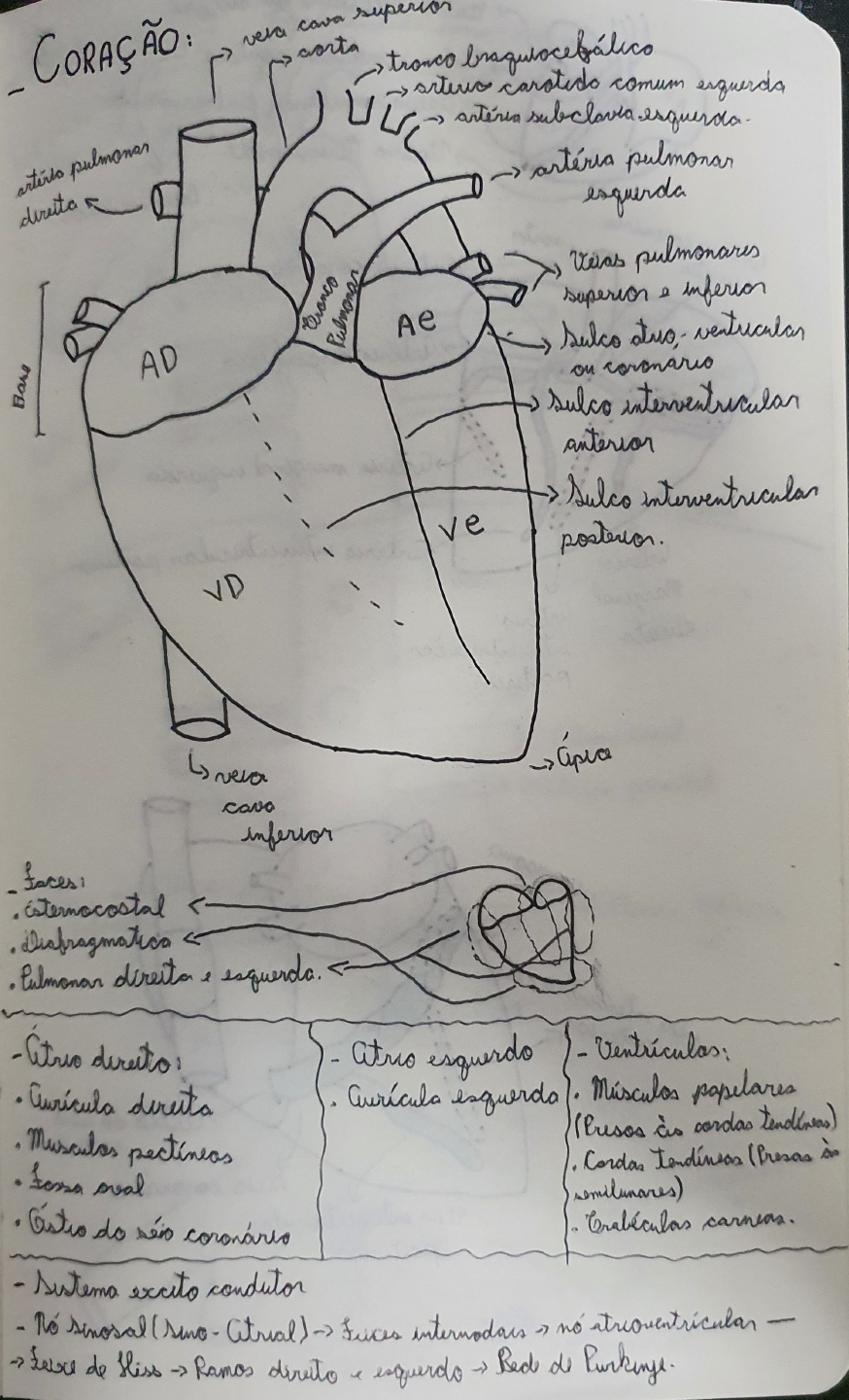 Coração E Sistema Circulatório Anatomia I Coração E Sistema Circulatório Anatomia I