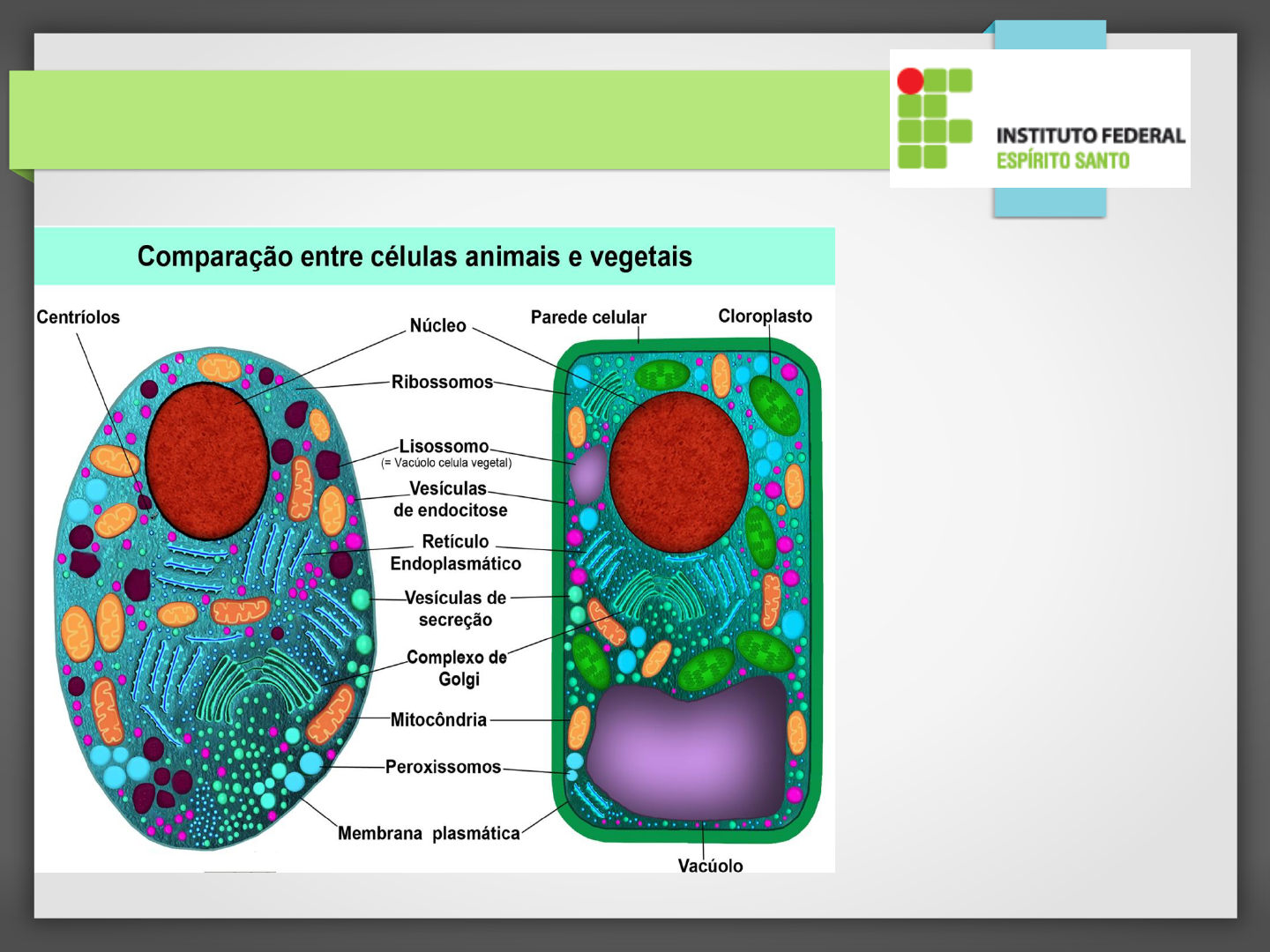 Quanto Você Conhece Sobre O Reino Plantae | Maria Clara Pinto | Quizur, image size:1440x1080