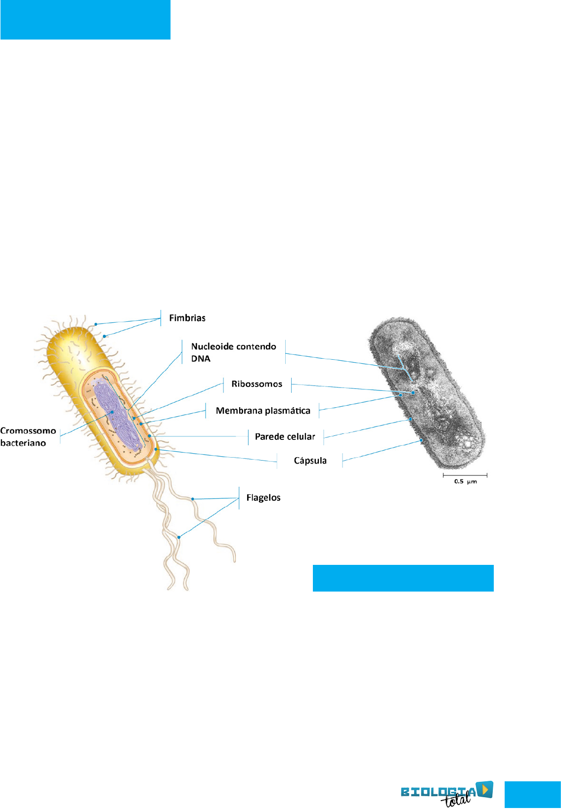 Grátis: Reino Monera - Questões Resolvidas com Gabarito em PDF