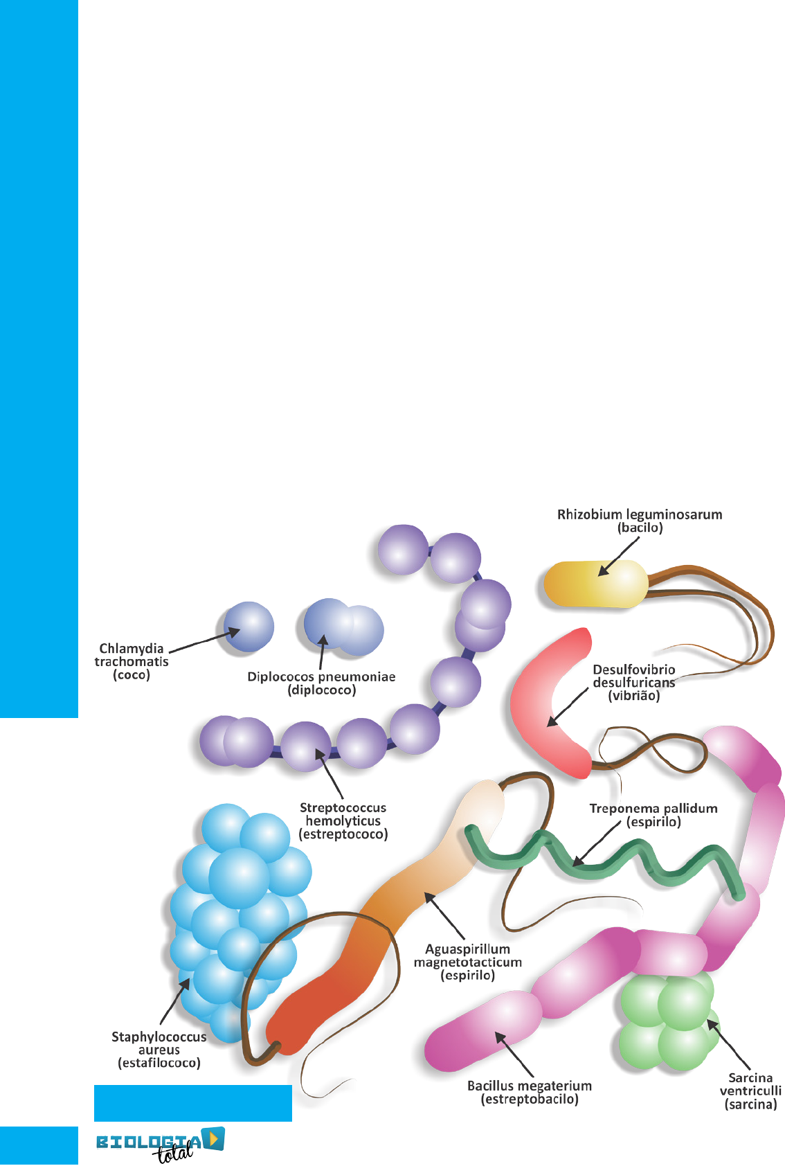 Grátis: Reino Monera - Questões Resolvidas com Gabarito em PDF