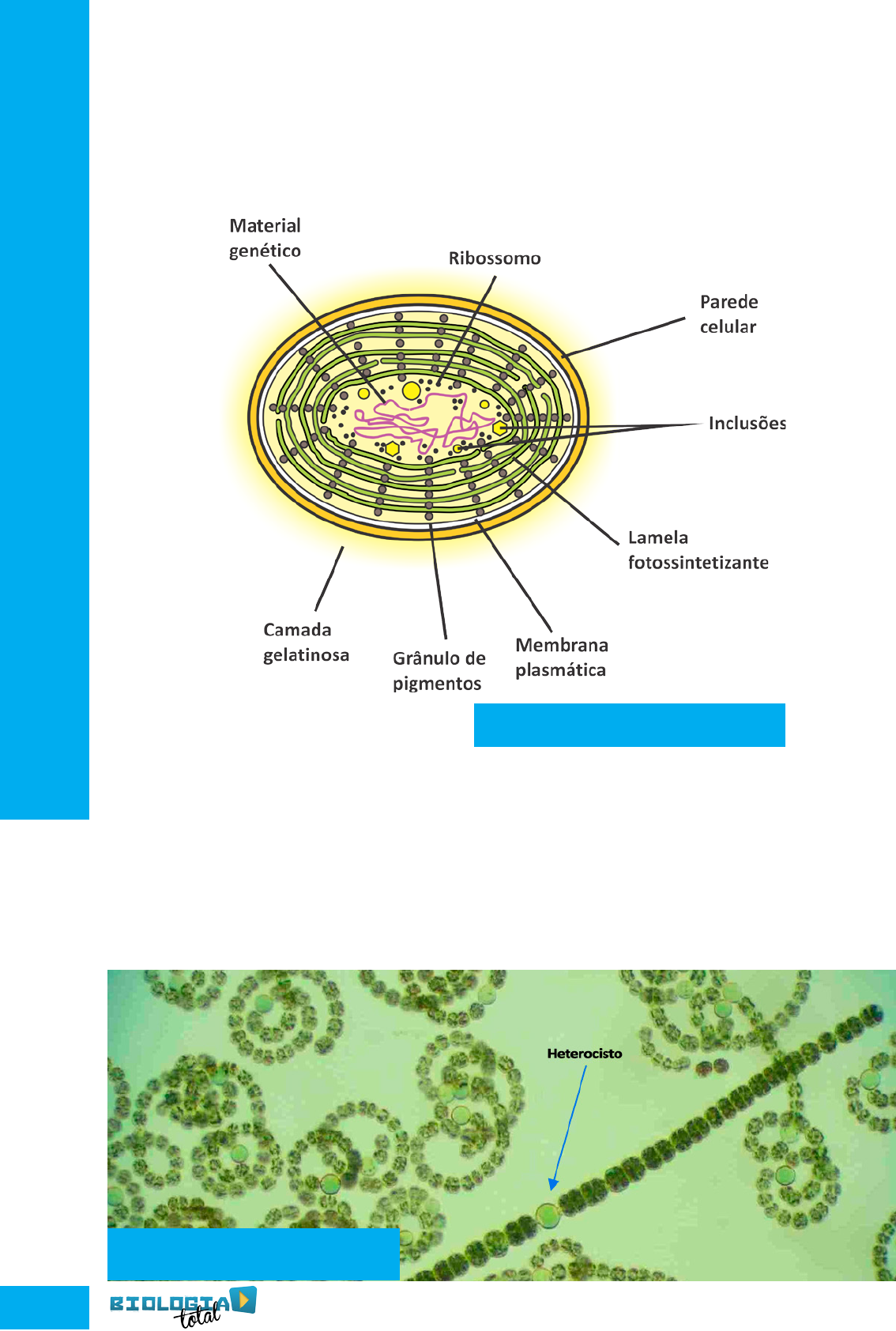 Grátis: Reino Monera - Questões Resolvidas com Gabarito em PDF