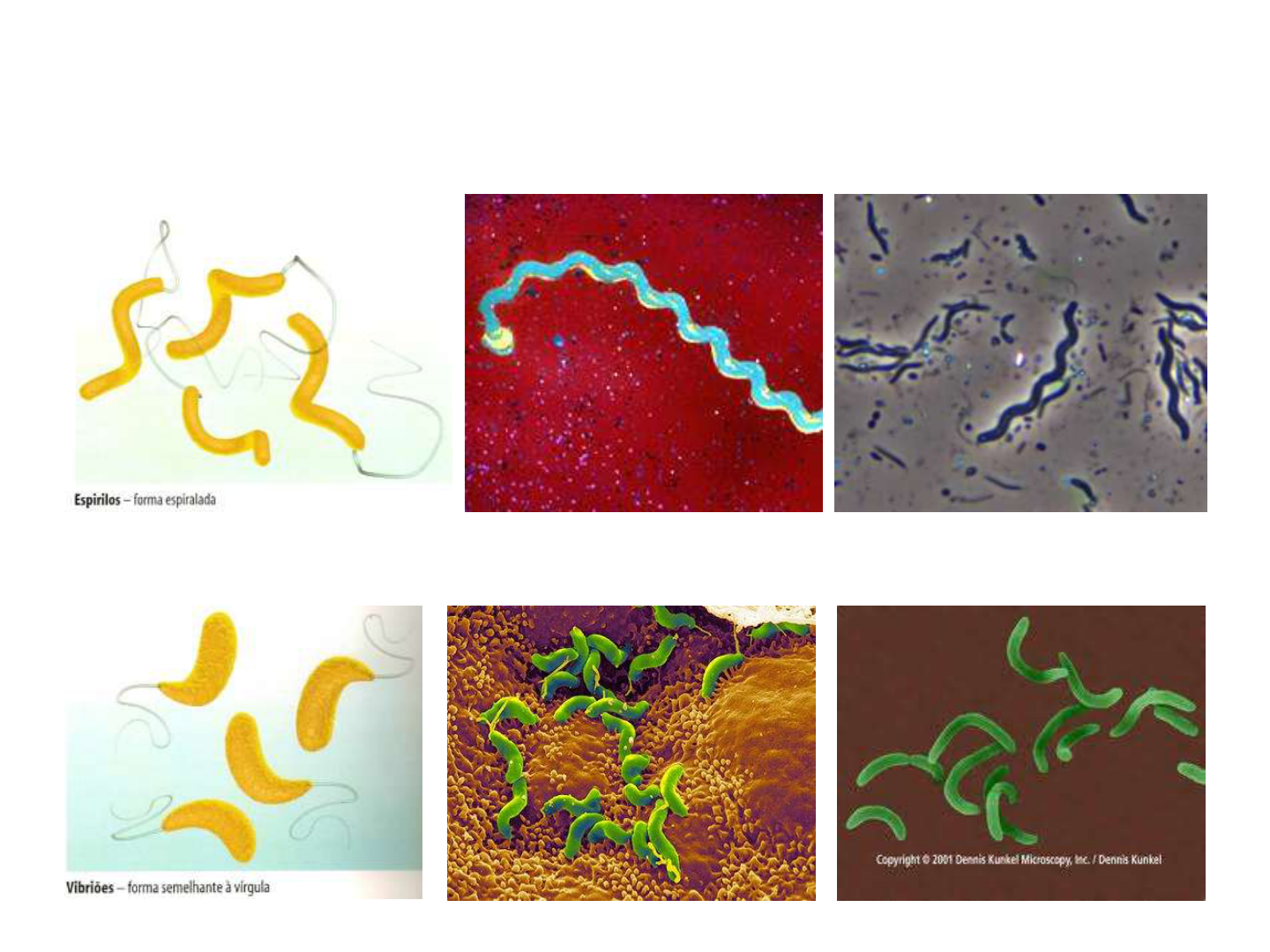 Grátis: Morfologia das Bactérias - Material Claro e Objetivo em PDF para  Estudo Rápido