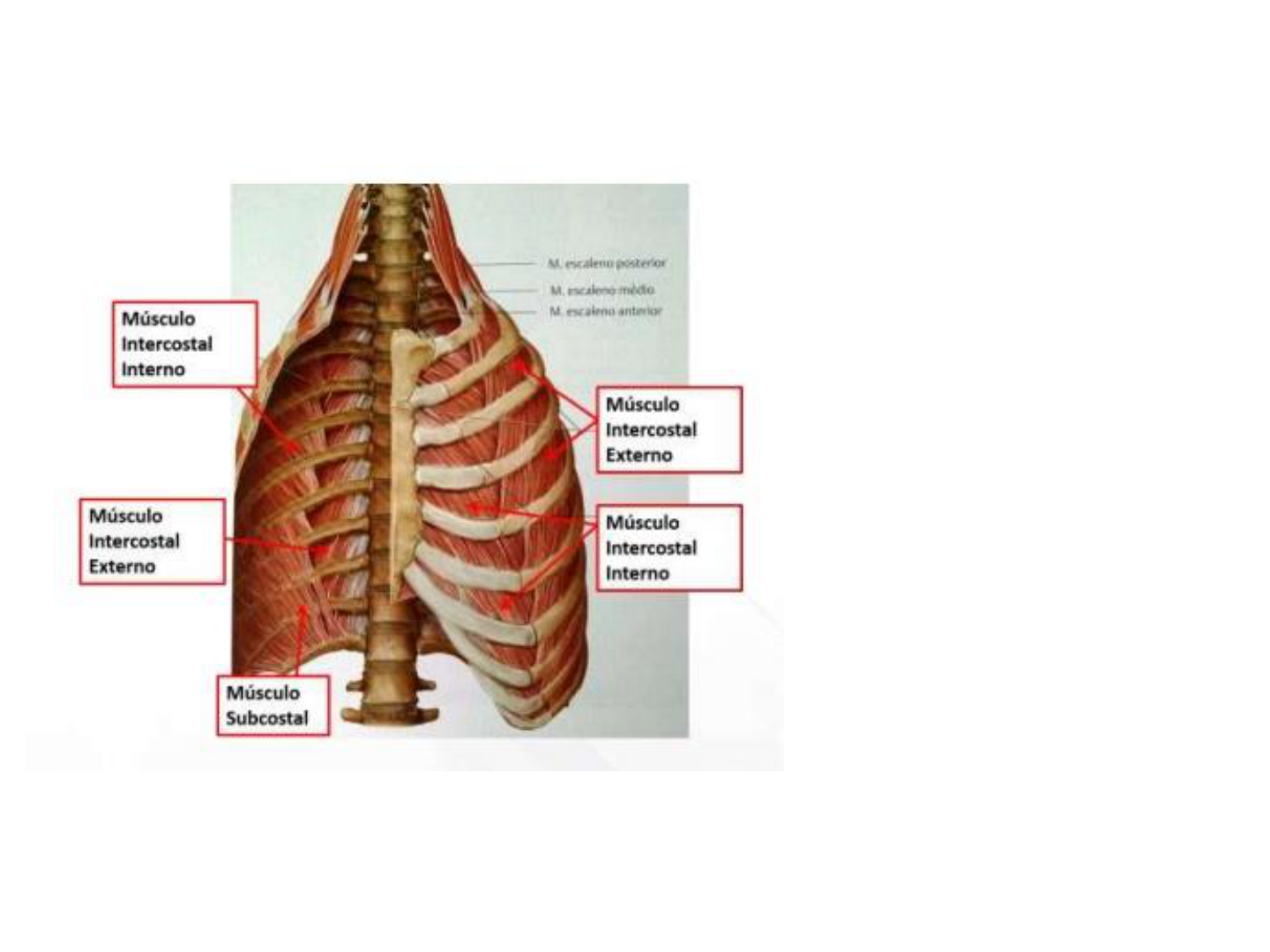 cadáver de músculo intercostal externo