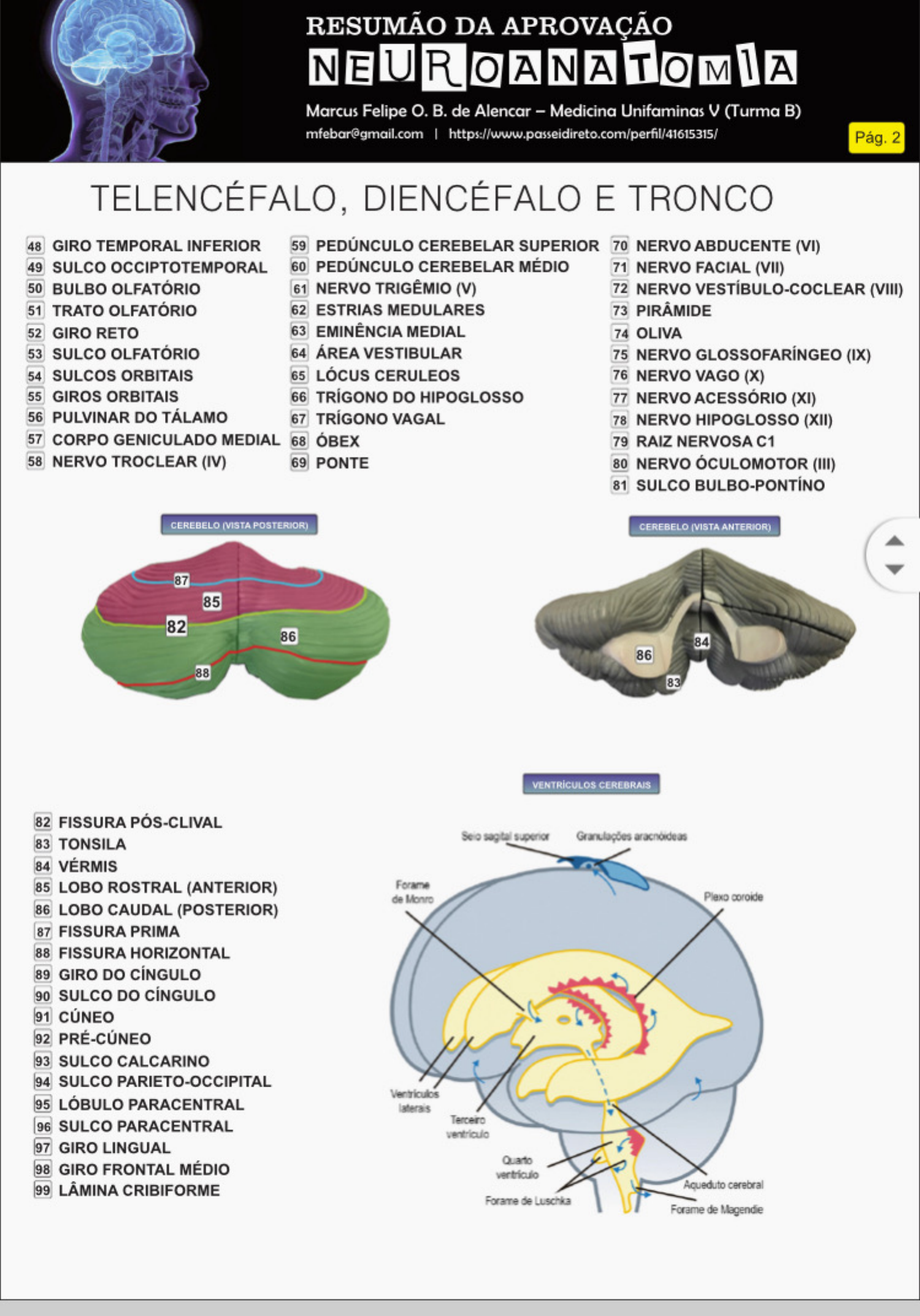 telencefalo e diencefalo - Neuroanatomia