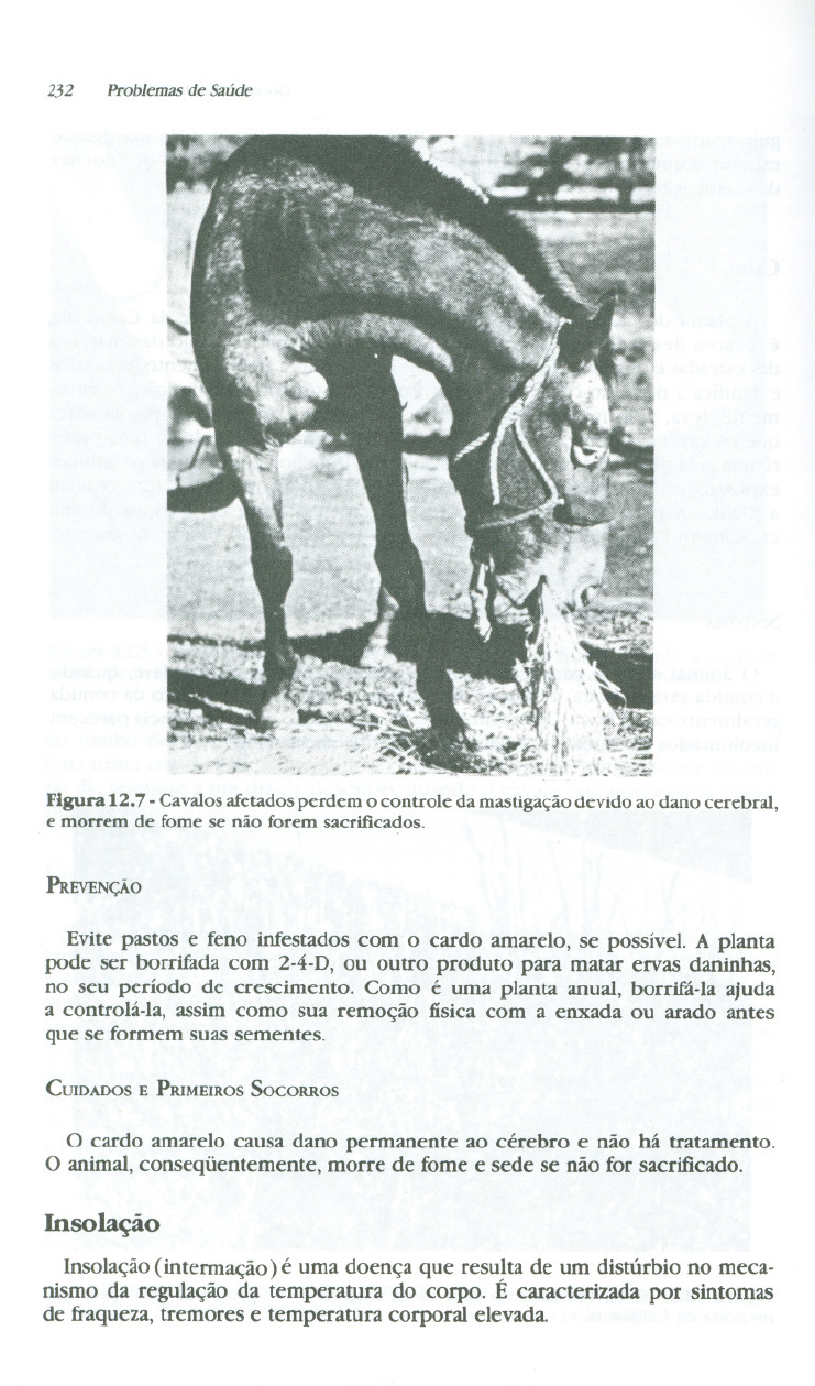 Grátis: Cuidados com a Saúde do Cavalo - Material Claro e Objetivo em PDF  para Estudo Rápido