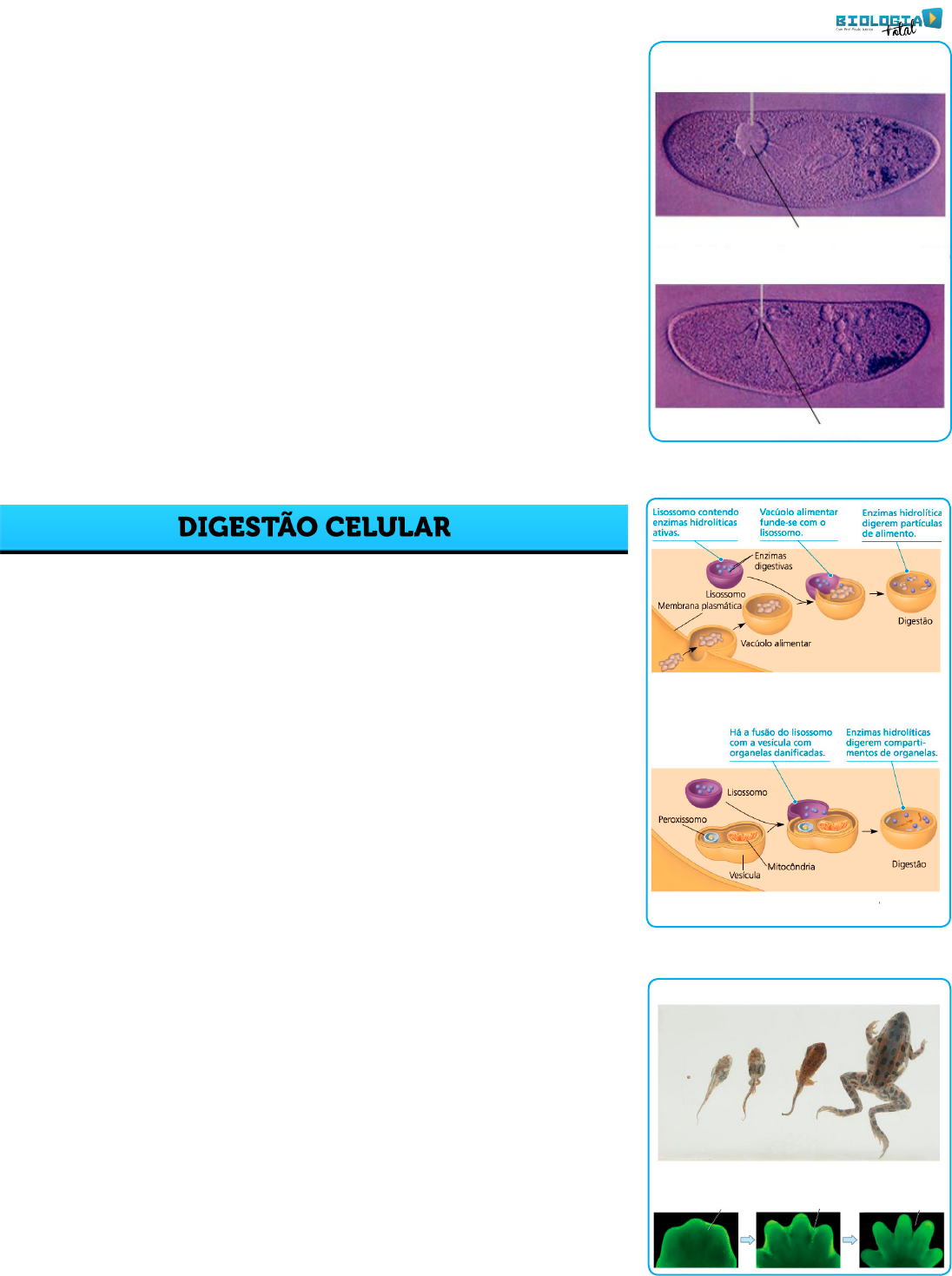 Quebra-Cabeça 2D Biologia