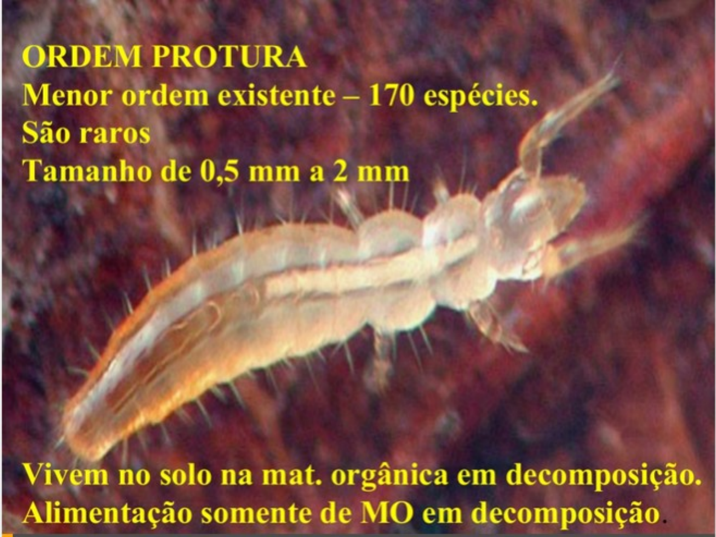 protura telsontails proturans