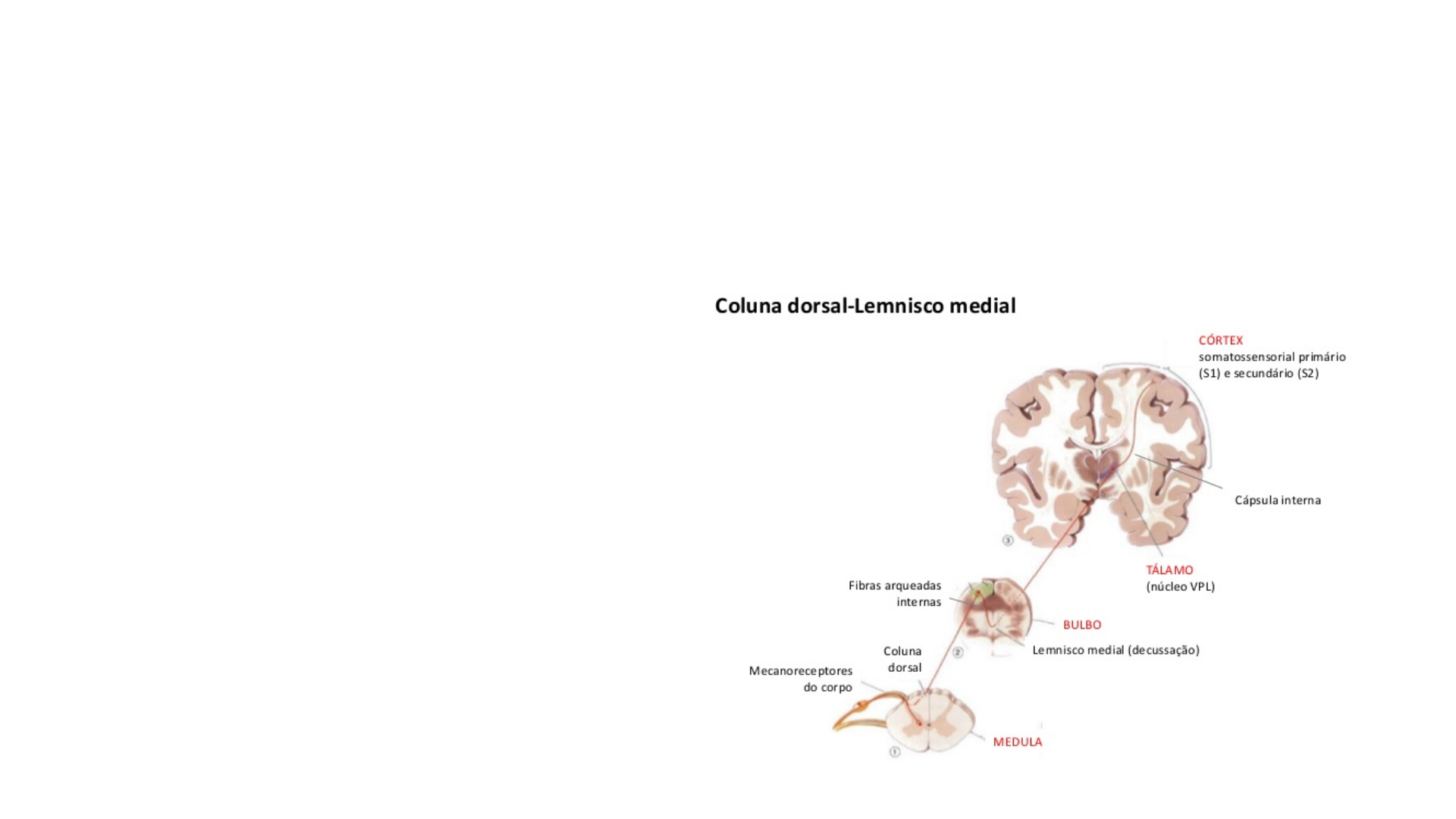 médula lemnisco medial