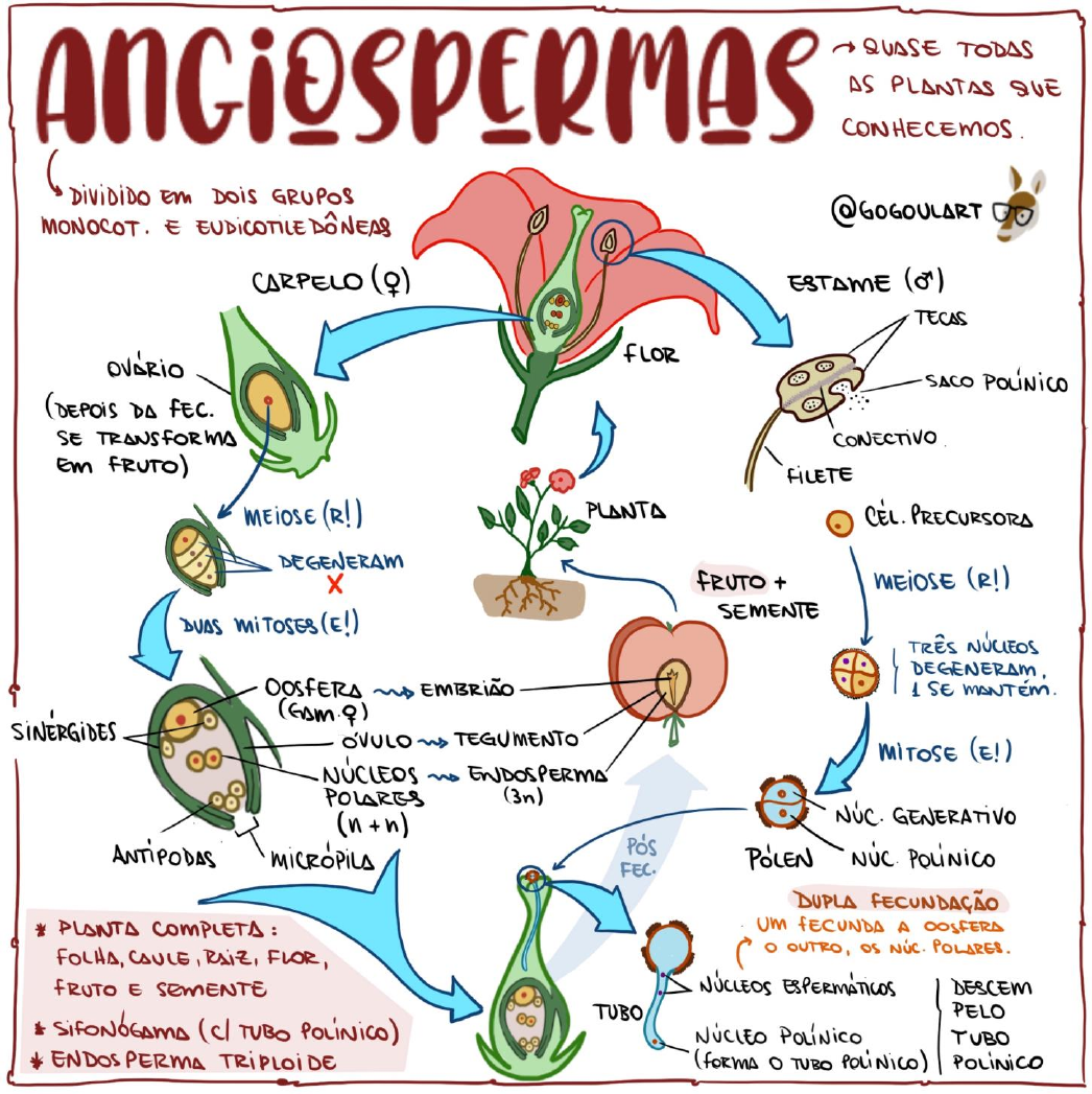 Mapa Mental Angiospermas Biologia