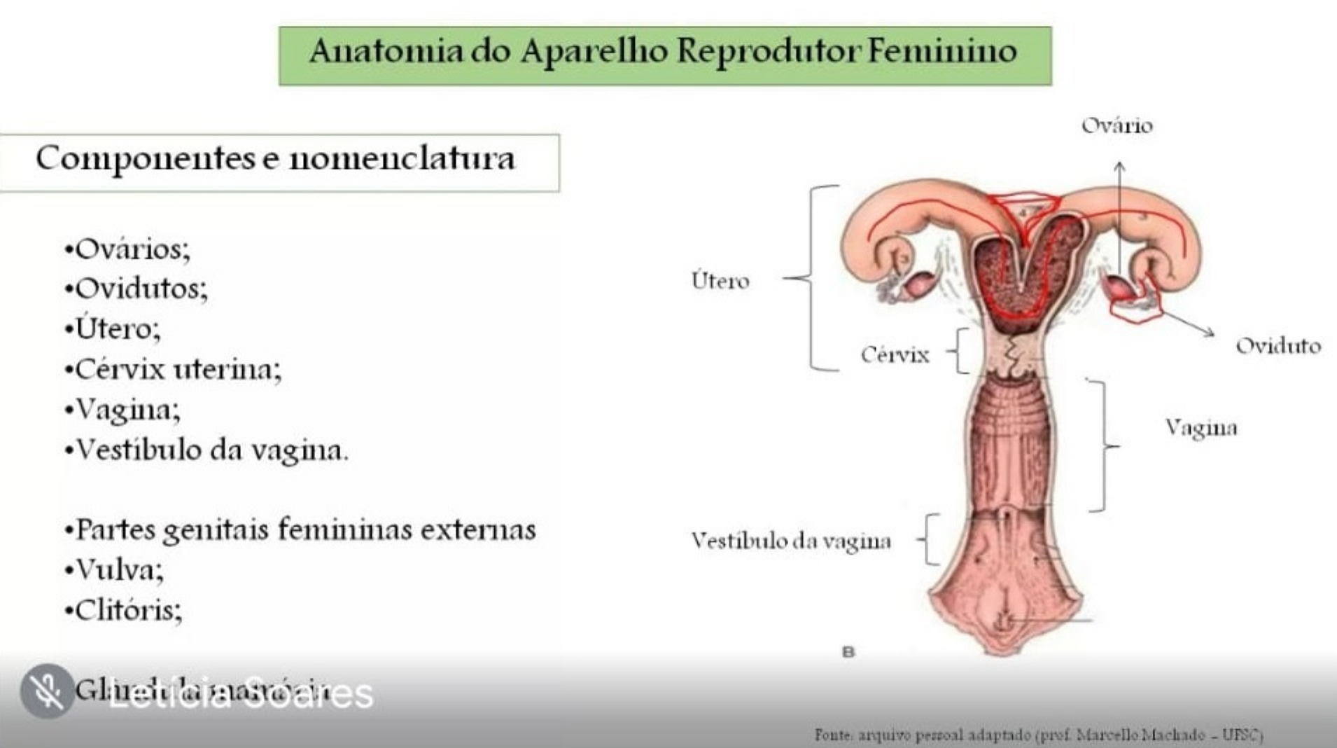 Sistema Reprodutor Exerccio Youtube