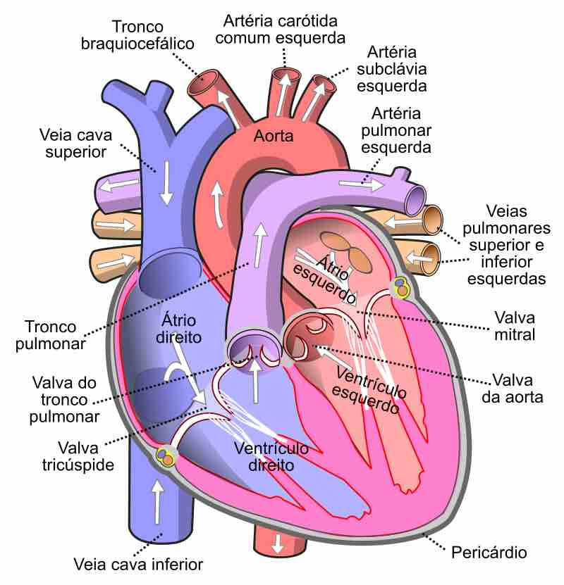 Sistema Circulatório e seus componentes - Anatomia Humana I