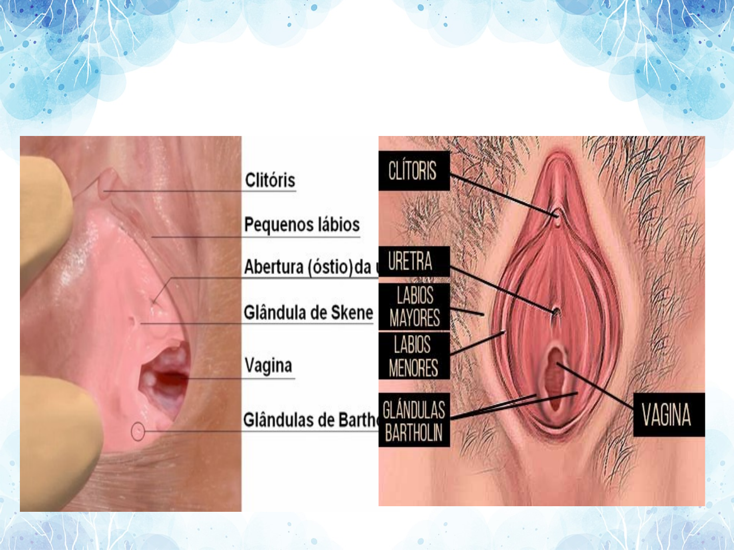 Doenças da Glândula de Bartholin - Doenças