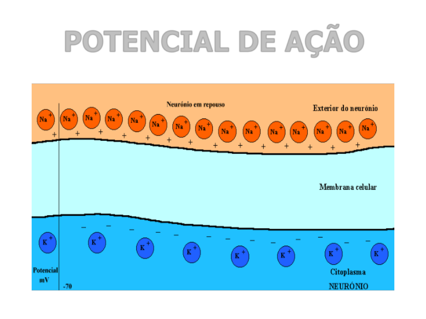 Grátis: potencial de acao - Material Claro e Objetivo em PDF para Estudo  Rápido, image size:1440x1080
