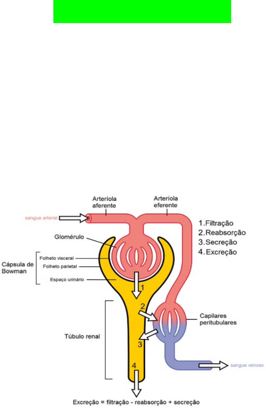 Tipos De Excrecao Em Humanos Lista De Exercícios BIOLOGIA Frente 1