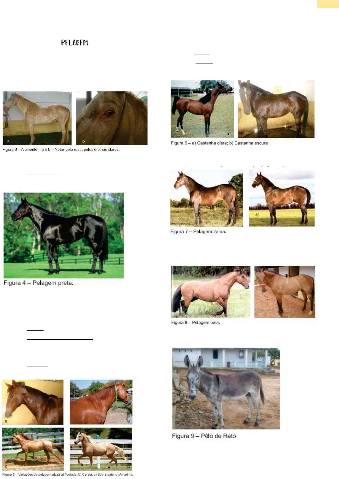 Pelagens de equinos 🐎🐴  Dicas de cavalo, Medicina veterinária, Citações  equestres