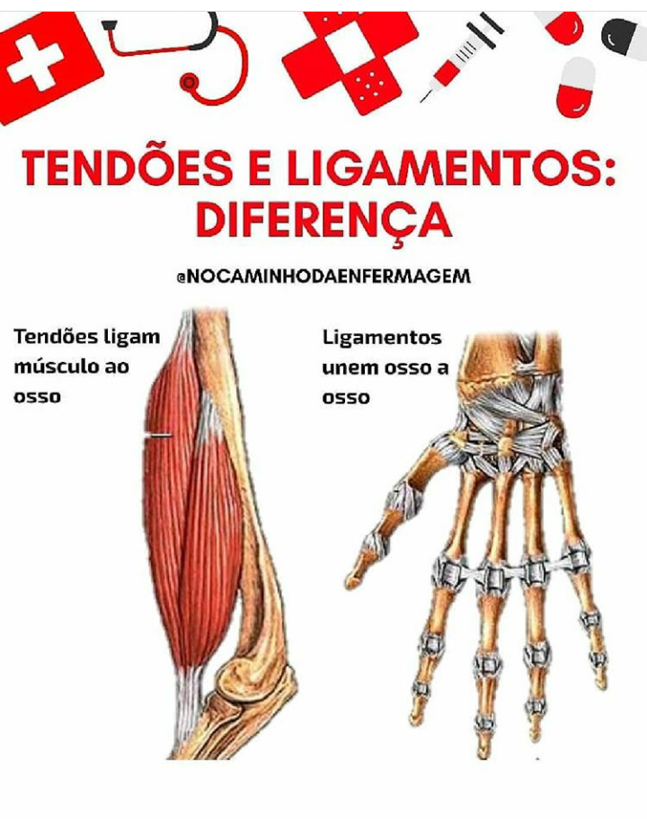 tend-es-e-ligamentos-diferen-as-anatomia-humana-i