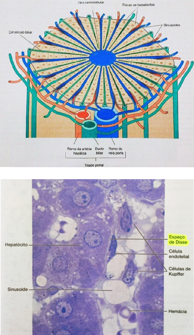 58 resultados de imágenes, fotos de stock e ilustraciones libres de  regalías para Kupffer cell | Shutterstock, image size:682x1176