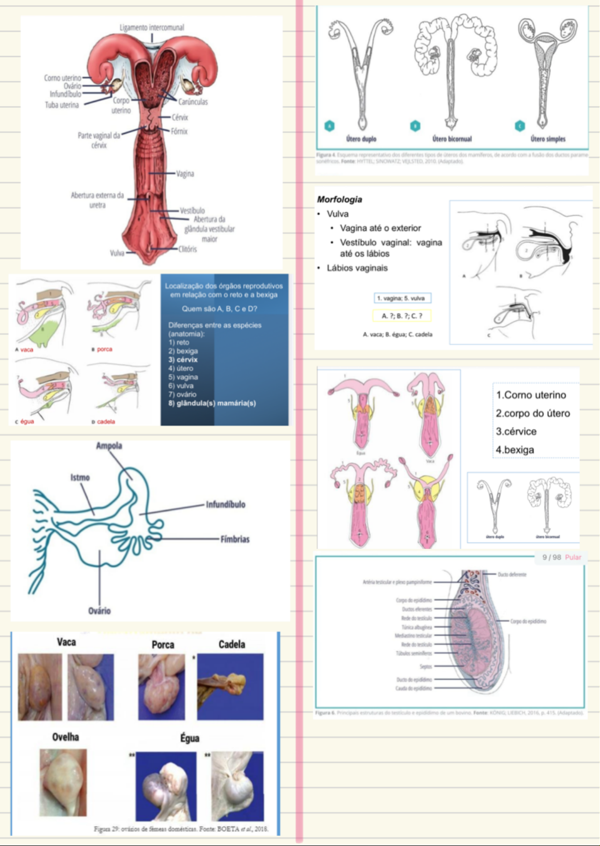 Grátis: Anatomia e Patologias Reprodutivas - Material Claro e Objetivo em  PDF para Estudo Rápido, image size:1191x1678