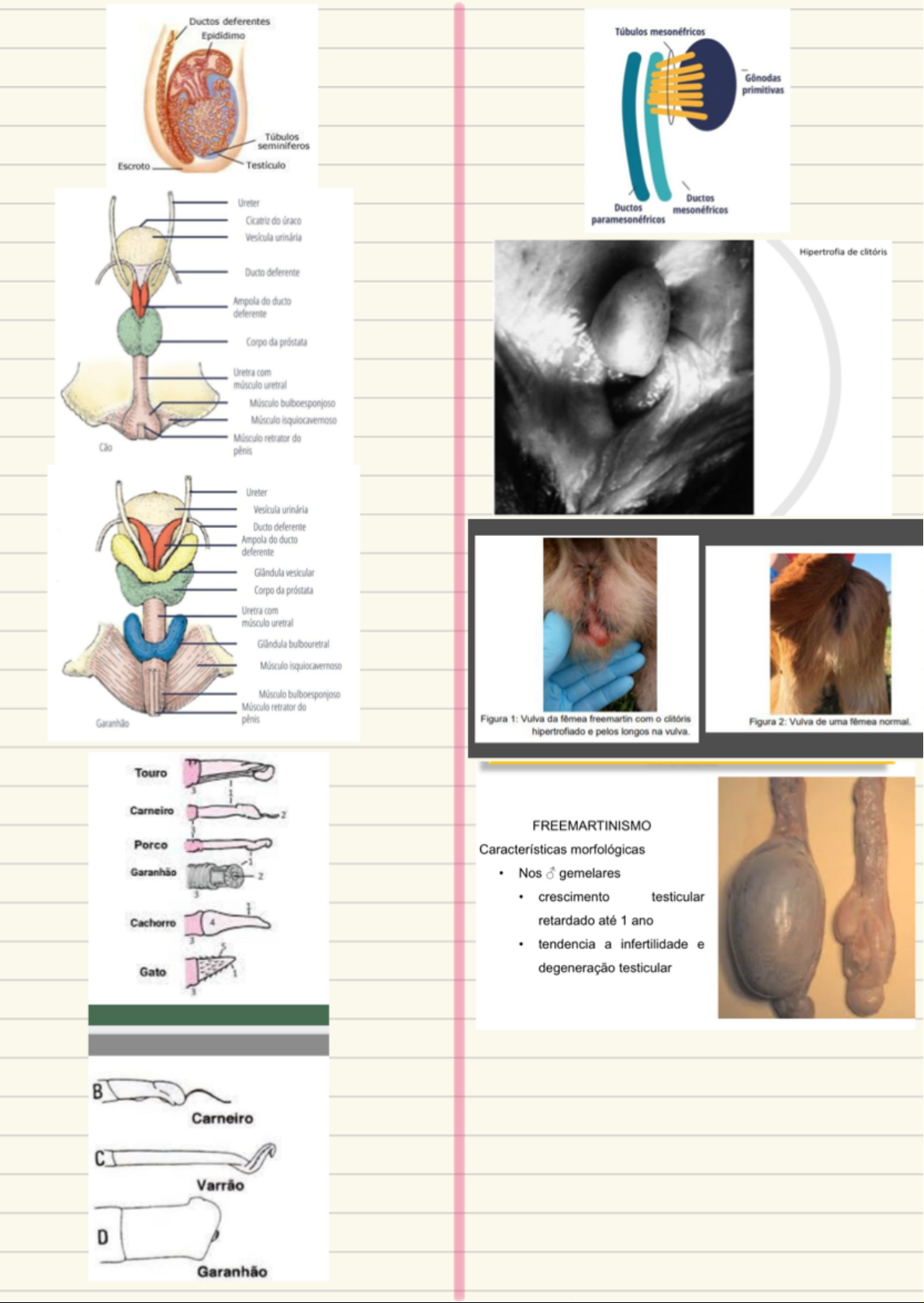 Grátis: Anatomia e Patologias Reprodutivas - Material Claro e Objetivo em  PDF para Estudo Rápido, image size:1191x1678