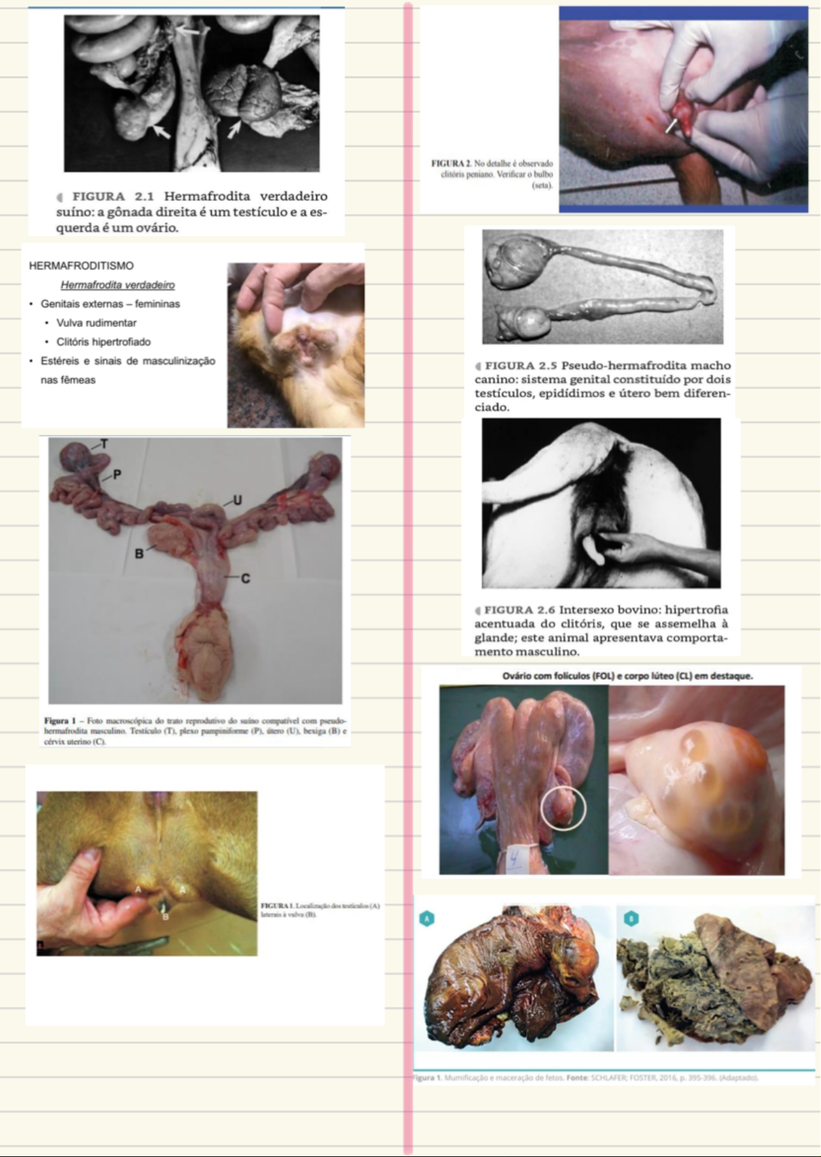 Grátis: Anatomia e Patologias Reprodutivas - Material Claro e Objetivo em  PDF para Estudo Rápido, image size:1191x1678
