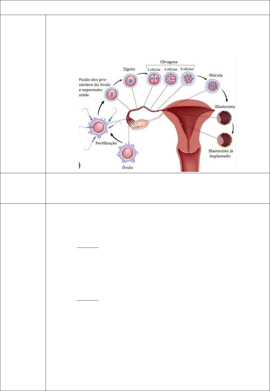 Diagrama Do Utero Gravidez