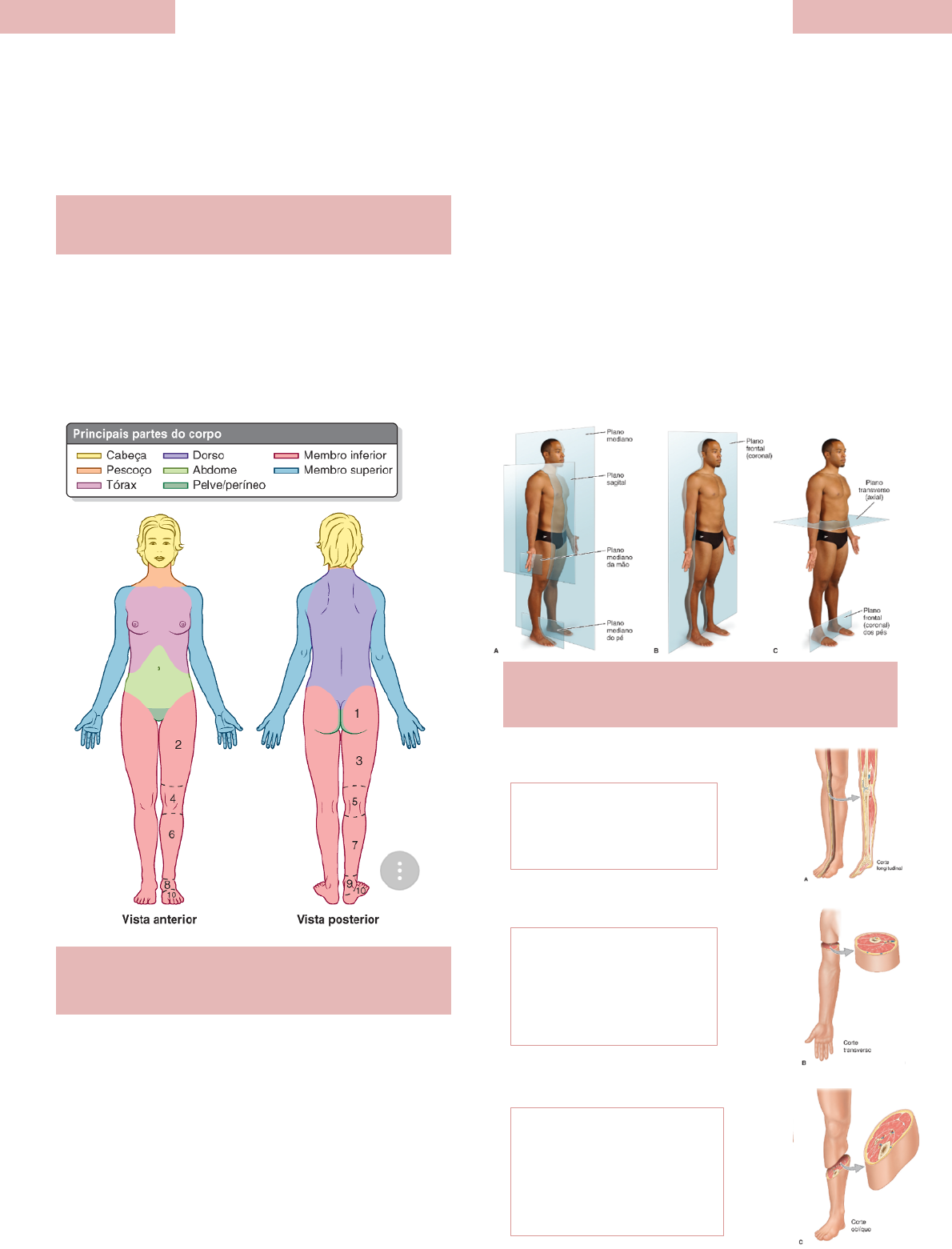 Grátis: Planos e Eixos Anatômicos - Material Claro e Objetivo em PDF para  Estudo Rápido, image size:1190x1561